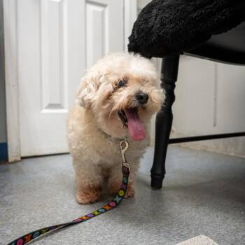 Hope -  Miniature Poodle and Mixed Breed Dog for Adoption in Pawling, New York - Hope | PetCurious