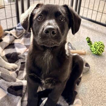 Malone -  Shepherd and Great Pyrenees Dog for Adoption in Minneapolis, Minnesota - Malone | PetCurious