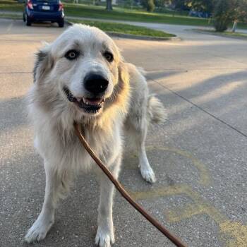My Feets -  Mixed Breed Dog for Adoption in Davenport, Iowa - My Feets | PetCurious