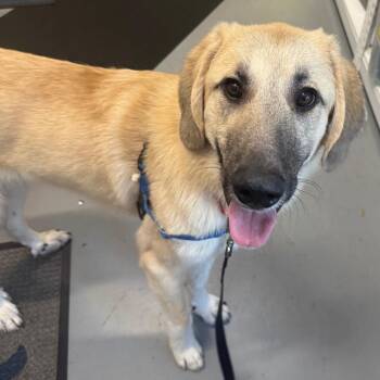 Huxley -  Anatolian Shepherd and Mixed Breed Dog for Adoption in Falls Church, Virginia - Huxley | PetCurious