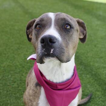 SHAYLA -  American Staffordshire Terrier Dog for Adoption in San Antonio, Texas - SHAYLA | PetCurious