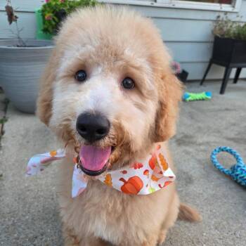 Leo -  Standard Poodle and Golden Retriever Dog for Adoption in Helena, Alabama - Leo | PetCurious