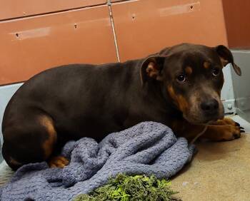 HILTON -  Staffordshire Bull Terrier and Mixed Breed Dog for Adoption in Houston, Texas - HILTON | PetCurious