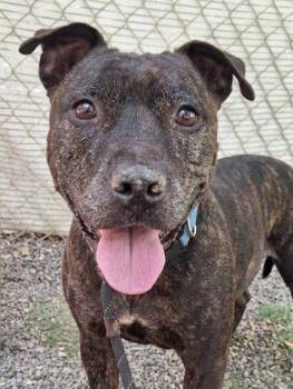 *QUEEN -  Pit Bull Terrier Dog for Adoption in Woodland, California - *QUEEN | PetCurious