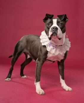 Maepole -  Pit Bull Terrier and Mixed Breed Dog for Adoption in Atlanta, Georgia - Maepole | PetCurious