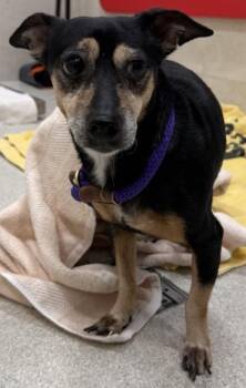 Sophia -  Terrier and Mixed Breed Dog for Adoption in Honolulu, Hawaii - Sophia | PetCurious
