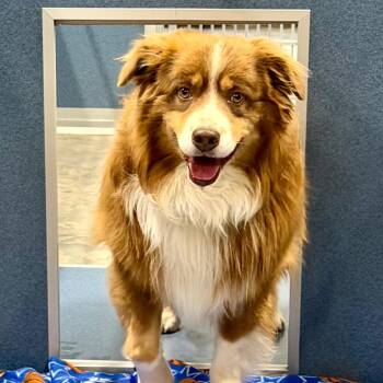 Toby - Missouri MY26-13 -  Australian Shepherd Dog for Adoption in Peyton, Colorado - Toby - Missouri MY26-13 | PetCurious