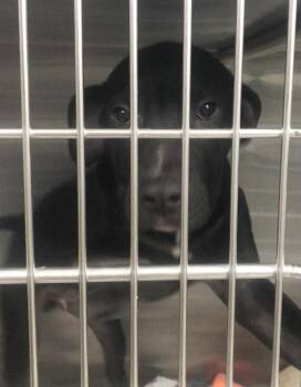 Rescue Shar Pei Dogs for Adoption in Parma, Ohio - River | PetCurious