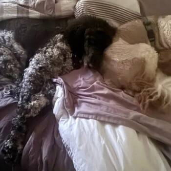 Stark -  Standard Poodle Dog for Adoption in Courtice, Ontario - Stark | PetCurious