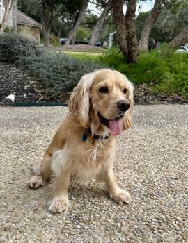 Rescue Cocker Spaniel Dogs for Adoption in Austin, Texas - Dutton | PetCurious