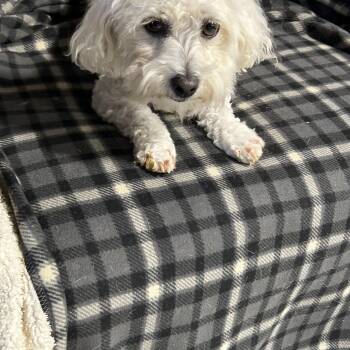 Bichon Frise Dogs Available for Adoption in Antwerp, Ohio - Caryn  | PetCurious
