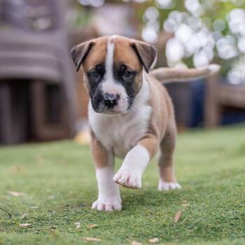 Muppet Pup - Rowlf - Adopted! -  Boxer Dog for Adoption in San Diego, California - Muppet Pup - Rowlf - Adopted! | PetCurious