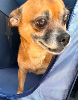 Labrador Retriever Dogs Available for Adoption - Elli | PetCurious