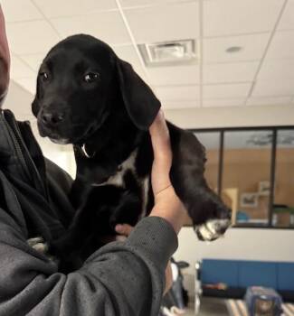 Australian Shepherd and Black Labrador Retriever Dogs Available for Adoption - Calamity | PetCurious
