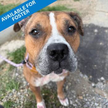 Violet -  Boxer and Mixed Breed Dog for Adoption in Roanoke, Virginia - Violet | PetCurious