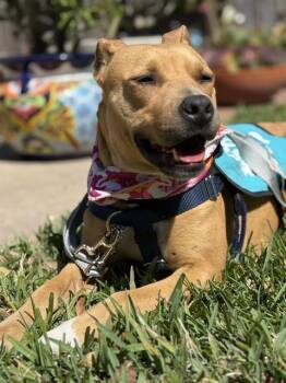 Pit Bull Terrier and Mixed Breed Dogs Available for Adoption - BAMBI | PetCurious