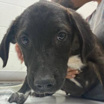 Rescue Terrier and Mixed Breed Dogs for Adoption in Corpus Christi, Texas - Shasta | PetCurious