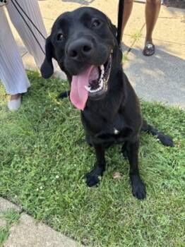 Rescue Labrador Retriever and Mixed Breed Dogs for Adoption in West Chester, Pennsylvania - Jason | PetCurious