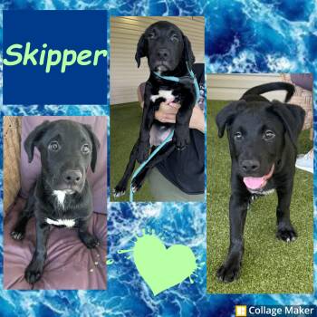 Skipper -  Black Labrador Retriever Dog for Adoption in Clearfield, Pennsylvania - Skipper | PetCurious