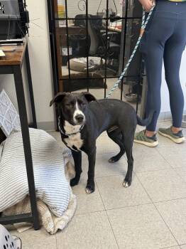 Rescue Mixed Breed Dogs for Adoption in Sorrento, Louisiana - Sammy | PetCurious