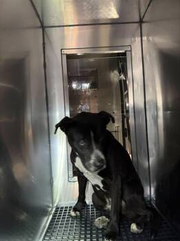 Pit Bull Terrier Dogs Available for Adoption - 1280638 | PetCurious