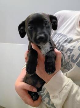 Terrier and Mixed Breed Dogs Available for Adoption in Beatrice, Nebraska - Boston | PetCurious