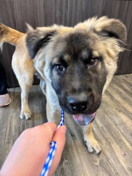 Elton -  Chow Chow and Shepherd Dog for Adoption in Liverpool, New York - Elton | PetCurious