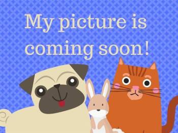 Rat Terrier Dogs Available for Adoption in Fort Wayne, Indiana - CHILI PEPPER | PetCurious