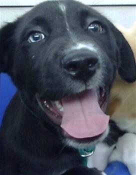 Mixed Breed Dogs Available for Adoption in Dallas, Texas - LIAM | PetCurious