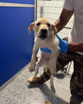 Charles Smith (Green) -  Labrador Retriever and Anatolian Shepherd Dog for Adoption in Angola, Indiana - Charles Smith (Green) | PetCurious