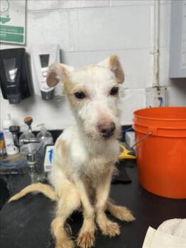 Rat Terrier Dogs Available for Adoption in Woodland, California - *LEMON | PetCurious