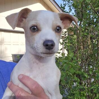 Chihuahua Dogs Available for Adoption in Eugene, Oregon - Eric | PetCurious