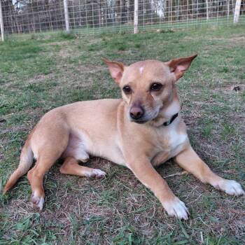 Mixed Breed Dogs Available for Adoption in Alma, Wisconsin - Lalo | PetCurious