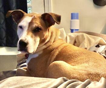 Molly -  Hound and Terrier Dog for Adoption in Cuyahoga Falls, Ohio - Molly | PetCurious