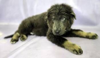 German Shepherd Dog and Great Pyrenees Dogs Available for Adoption in Morton Grove, Illinois - Kuma | PetCurious