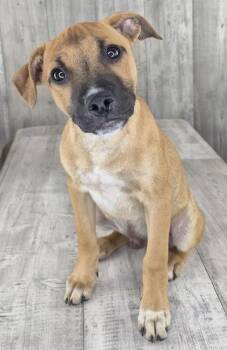 Woody -  Mixed Breed Dog for Adoption in Shreveport, Louisiana - Woody | PetCurious