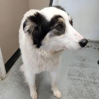 Australian Shepherd Dogs Available for Adoption - Canolli | PetCurious