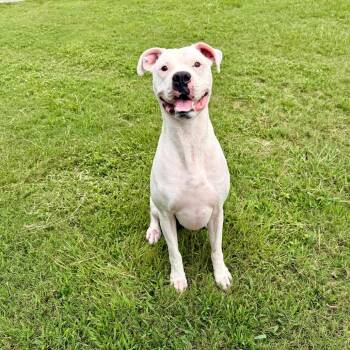 Paco -  Boxer and Mixed Breed Dog for Adoption in Riverwoods, Illinois - Paco | PetCurious