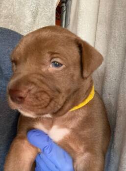 DONNA -  Pit Bull Terrier and Mastiff Dog for Adoption in Discovery Bay, California - DONNA | PetCurious