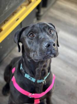 Buddy -  Labrador Retriever Dog for Adoption in Incline Village, Nevada - Buddy | PetCurious