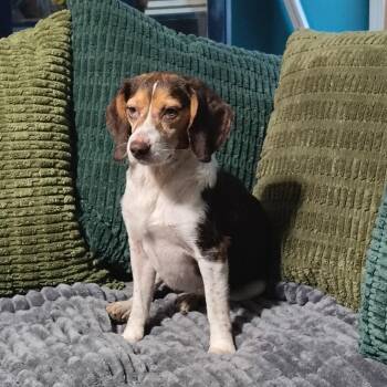 Babka -  Beagle Dog for Adoption in Beulaville, North Carolina - Babka | PetCurious