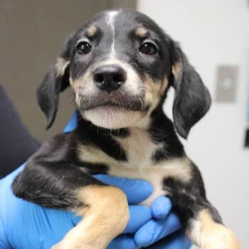 Puff -  German Shepherd Dog and Beagle Dog for Adoption in Hattiesburg, Mississippi - Puff | PetCurious