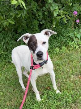 Gaby -  Beagle and Mixed Breed Dog for Adoption in Morton Grove, Illinois - Gaby | PetCurious