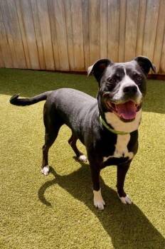 Cupcake -  Pit Bull Terrier and Mixed Breed Dog for Adoption in Eugene, Oregon - Cupcake | PetCurious