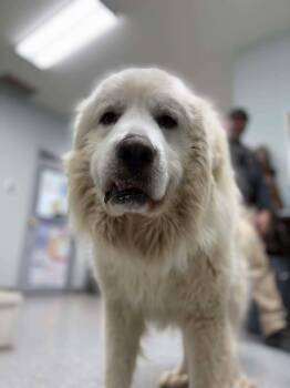 Great Pyrenees Dogs Available for Adoption - Leo | PetCurious