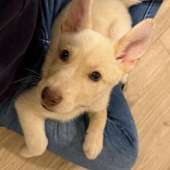 Simon -  Mixed Breed Dog for Adoption in Buffalo, Minnesota - Simon | PetCurious