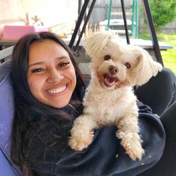 Bella White -  Maltese and Miniature Poodle Dog for Adoption in Houston, Texas - Bella White | PetCurious