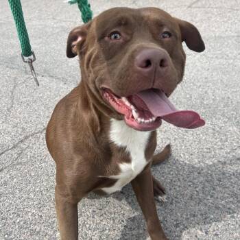 Mixed Breed Dogs Available for Adoption in Philadelphia, Pennsylvania - Benji R | PetCurious