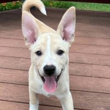 Terrier Dogs Available for Adoption in Austin, Texas - Champagne RW | PetCurious