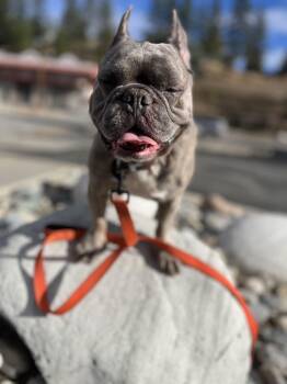 Henry and Luna -  French Bulldog Dog for Adoption in Hemet, California - Henry And Luna | PetCurious